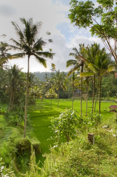 Campos de arroz em Bali, Indonésia — Fotografia de Stock