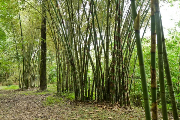 Bamboo (bumbusa vulgaris) — Stock Photo, Image