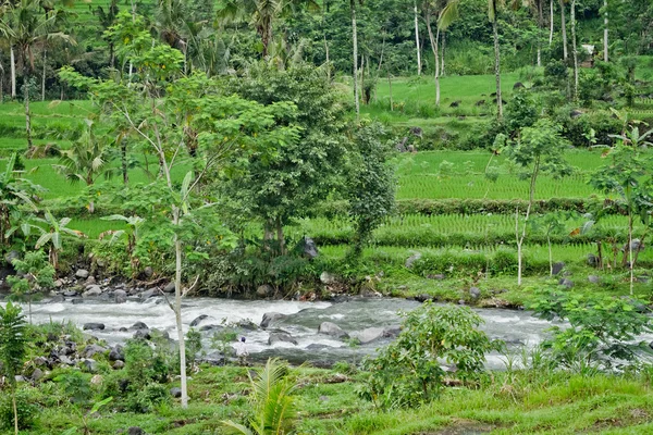 Reisfelder in Bali, Indonesien — Stockfoto