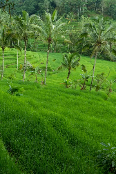 Rizsföldek, Bali, Indonézia — Stock Fotó