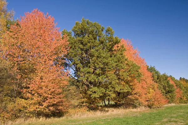 stock image Autumn scenery