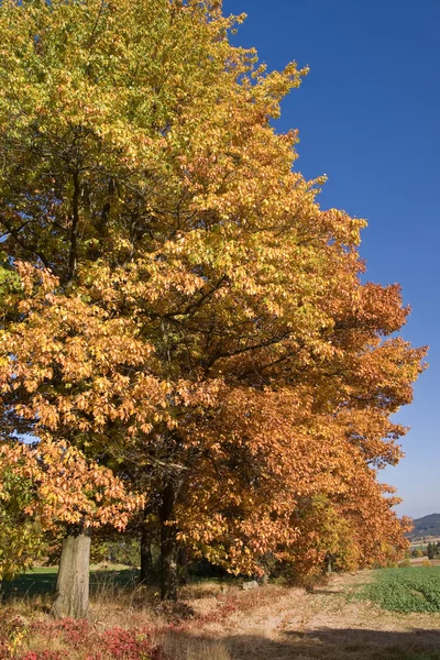 Autumn outdoors — Stock Photo, Image