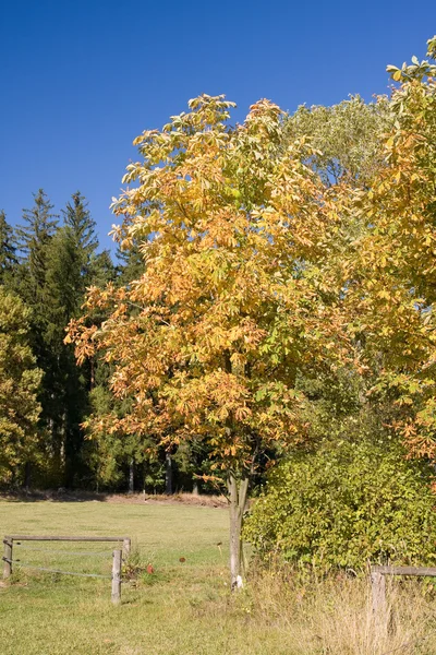 Venku na podzim — Stock fotografie