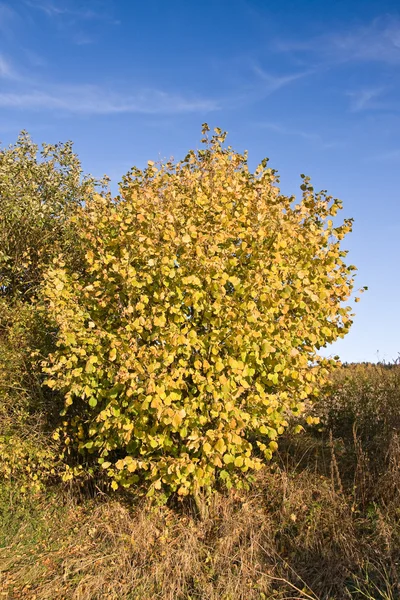 Höstens landskap Royaltyfria Stockbilder