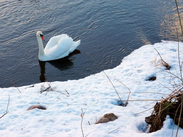 White Swan Swims River Winter — Stock Photo, Image