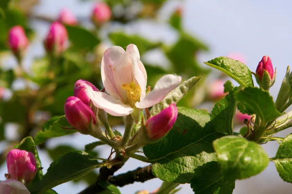 stock image Apple tree flowers