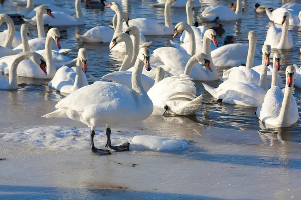 stock image A flock of swans