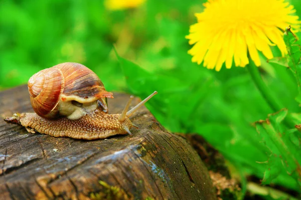Snail on a stump — Stock Photo, Image