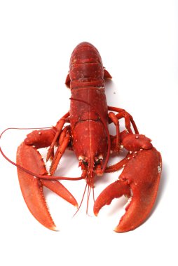 Breton lobster. clipart