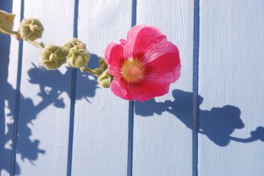 Althea Rosea Bahçesi 'nin buzlu gülleri