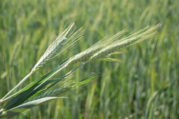Fältet för korn. — Stockfoto