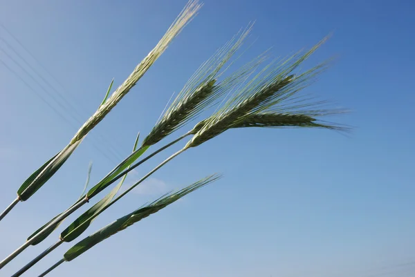 Field of barley. — Stock Photo, Image