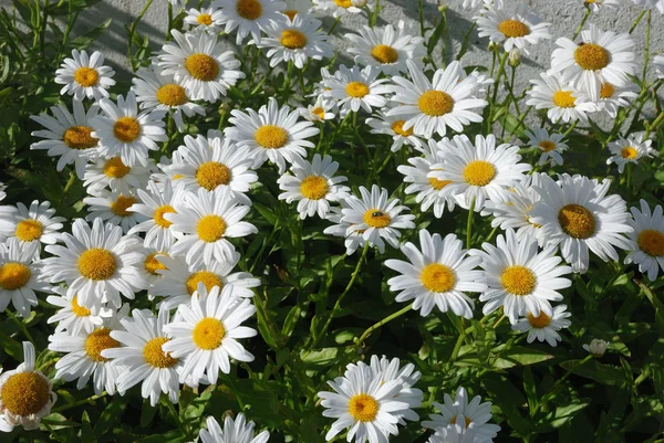 Gänseblümchen — Stockfoto