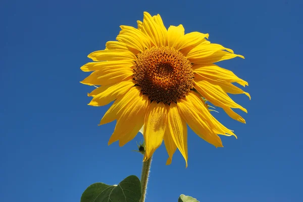 Campo de flor de sol — Fotografia de Stock
