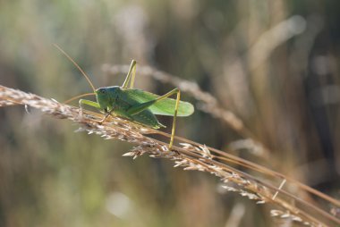 Green grasshopper clipart