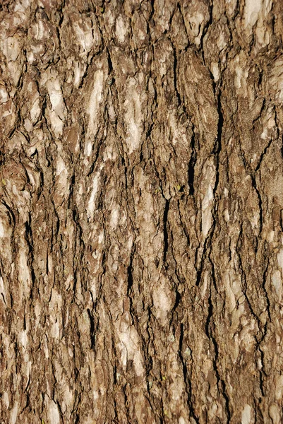 Pnia drzewa — Zdjęcie stockowe