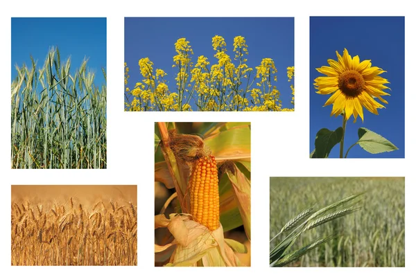 Agriculture Stock Picture