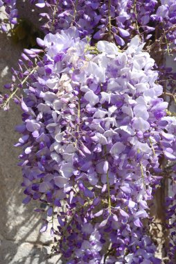 Wisteria