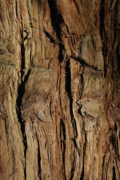 Trunk of tree — Stock Photo, Image
