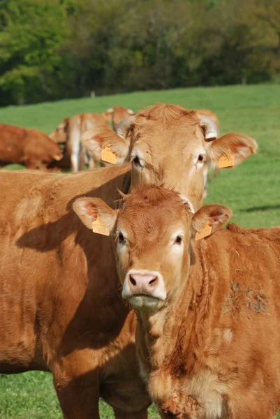 Коровы на лугах — стоковое фото