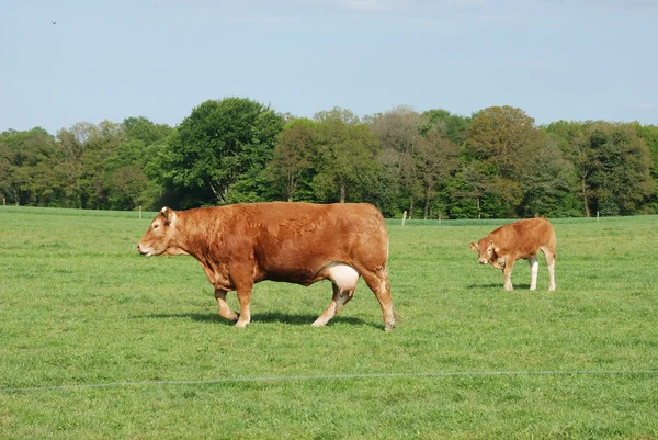 Vacas en prados — Foto de Stock
