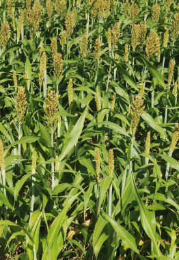 Sorghum crop clipart