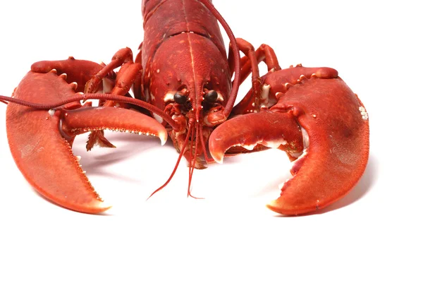 stock image Breton lobster.