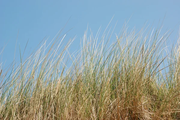 Marrum Grass — Stock Photo, Image
