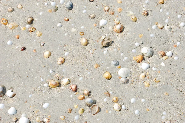 Раковина на пляже в песке — стоковое фото