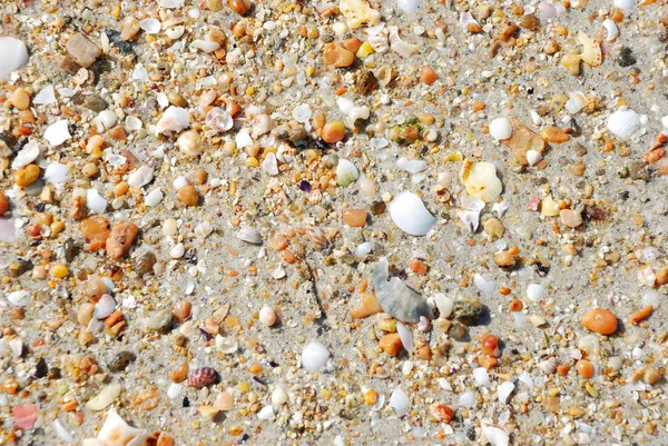 모래 해변에 쉘 — 스톡 사진