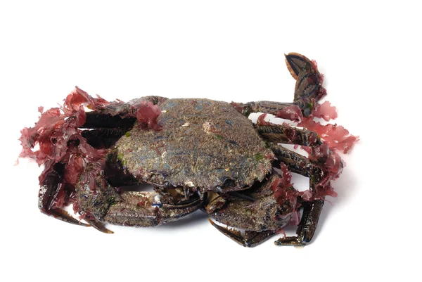 Sammet krabba — Stockfoto