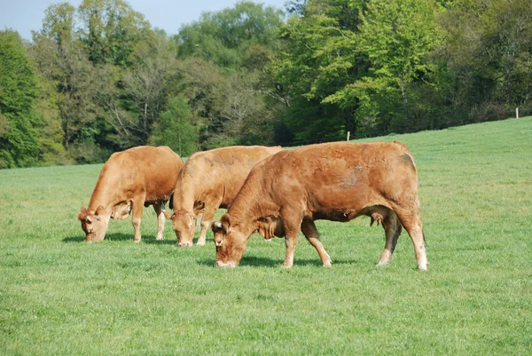 Vacas en prados —  Fotos de Stock