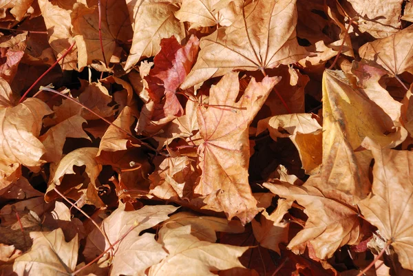 Mrtvé listí leží na zemi — Stock fotografie