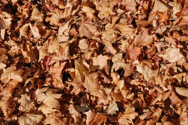 Folhas mortas no chão — Fotografia de Stock