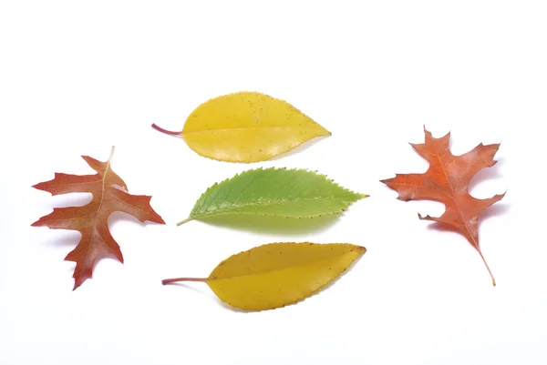 Blätter auf weißem Hintergrund — Stockfoto