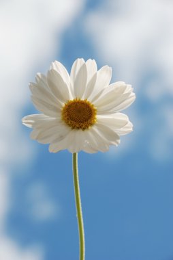 Beyaz papatya gökyüzü karşı