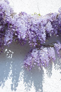 Wisteria