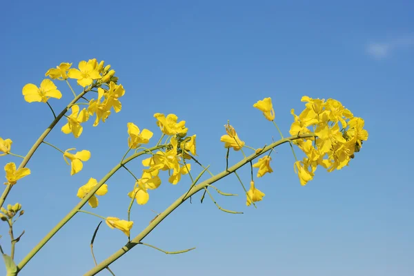 Flor de colza — Fotografia de Stock