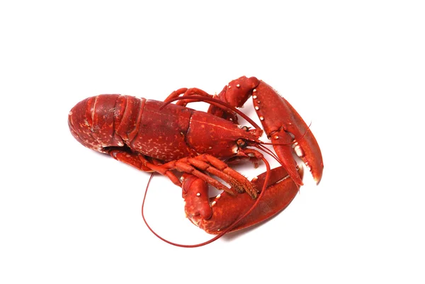 Breton lobster. — Stock Photo, Image