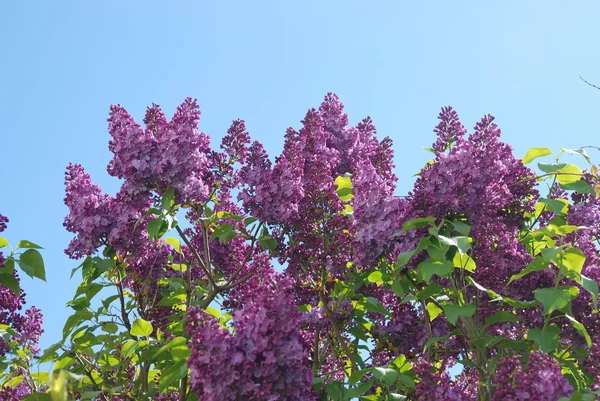 Lilac blossoms in springtime — Stock Photo, Image