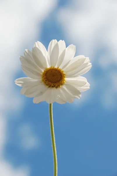 白色雏菊的天空 — 图库照片
