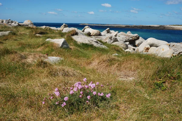 Bir kumul üzerinde büyüyen Armiria maritima pembe deniz — Stok fotoğraf