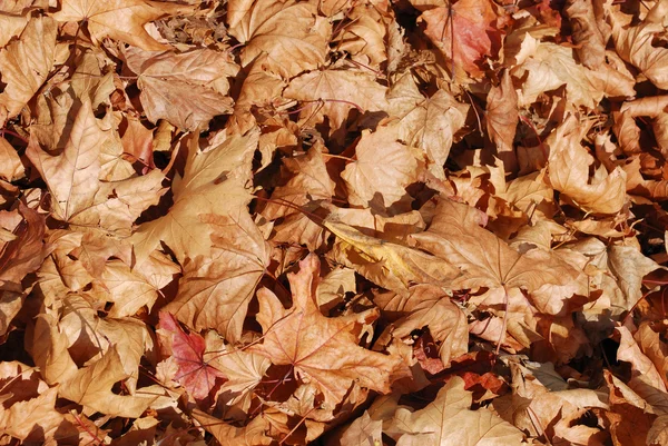 Dode bladeren liggen op de grond — Stockfoto