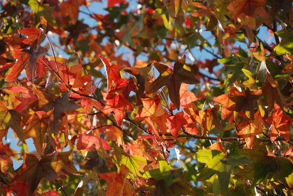 Tree in autumn colours — Stock Photo, Image