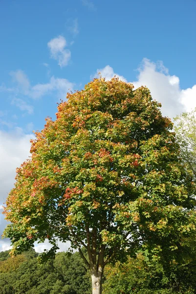 stock image Tree in autumn colours