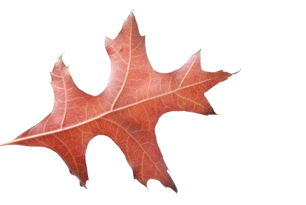 Leaf on a white background — Stock Photo, Image