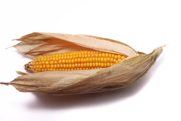 An ear of ripe corn — Stock Photo, Image
