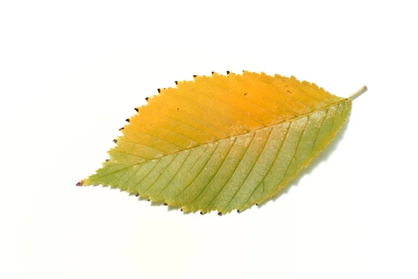 白色背景上的叶子 — 图库照片