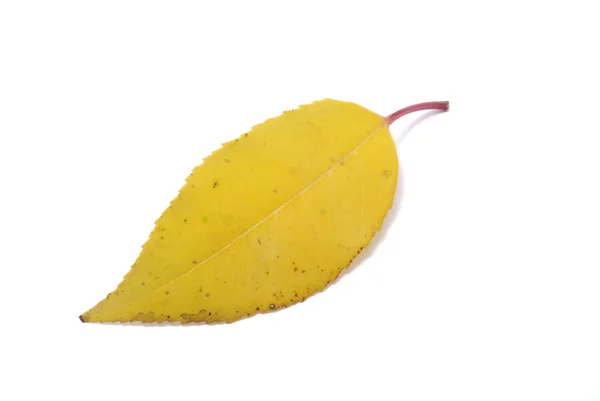 Leaf on a white background — Stock Photo, Image
