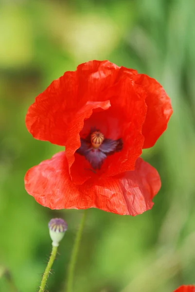 stock image Common poppies